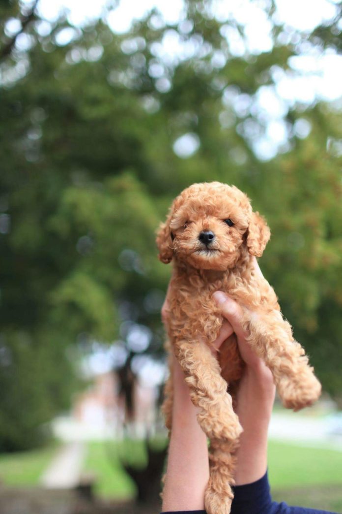 ddhpoodletoyizmir.com3
